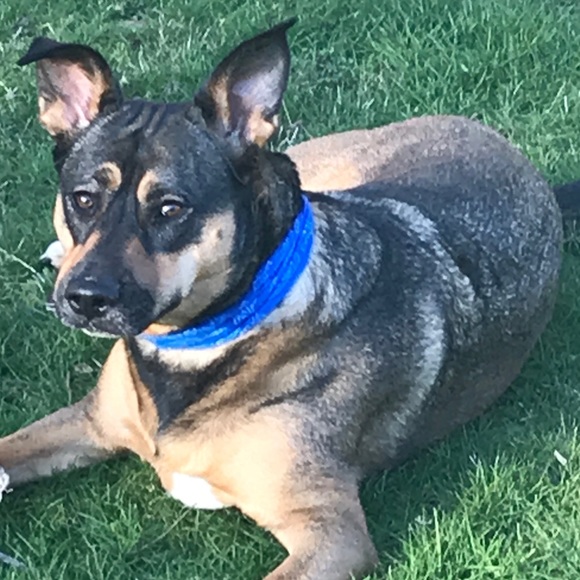 Meet your Posher, Jonah - Picture 1 of 1